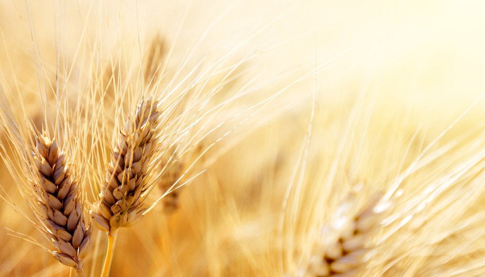 Wheat prices technical analysis