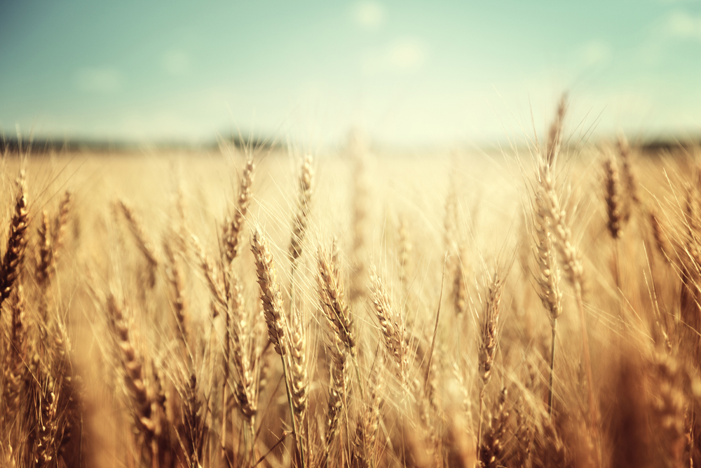 Natasha Linhart on Durum Wheat